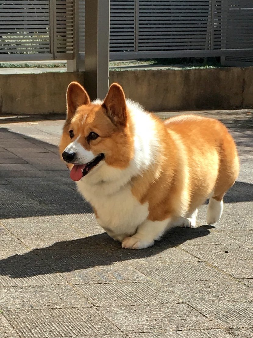 Королевская корги жопка