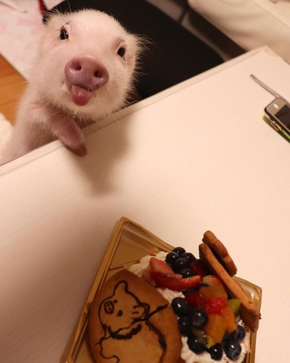 Злой минипиг