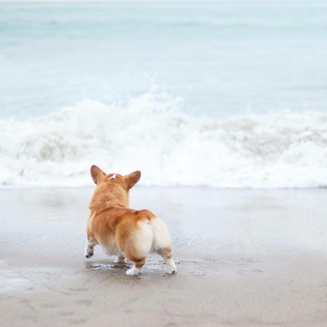 Вельш корги пемброк с хвостом