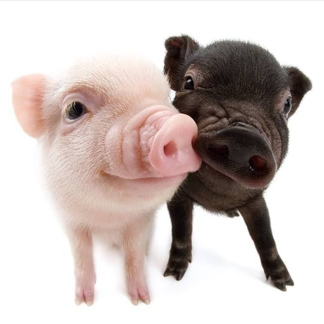 Мини Пиги в платье