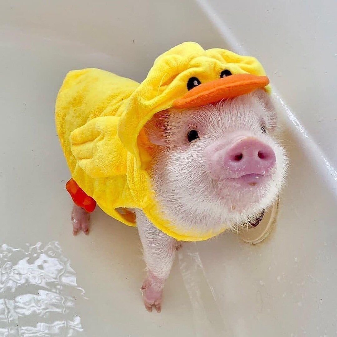 Желтый Аскотель животное