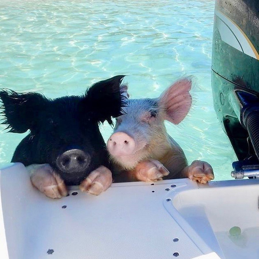 Две хрюшки на море