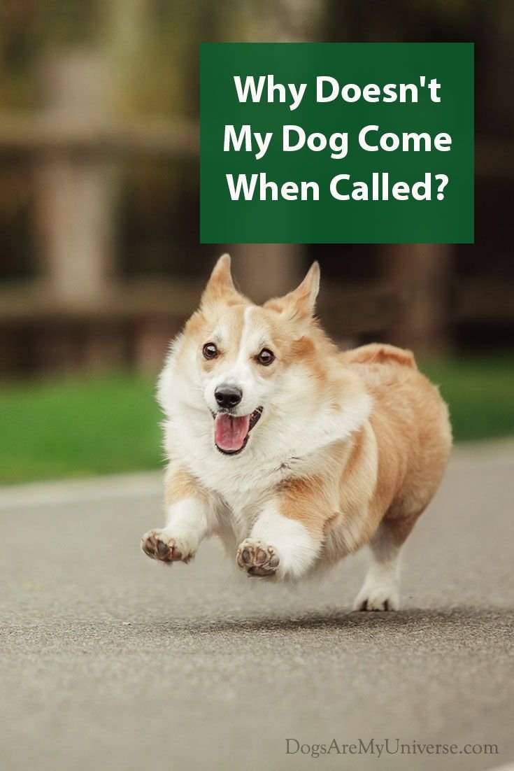 Корги в труселях