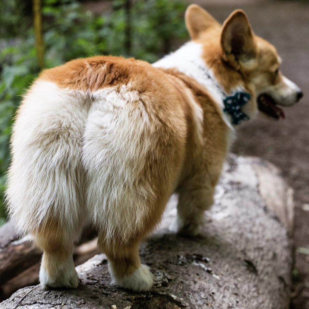 Вельш корги пемброк сзади