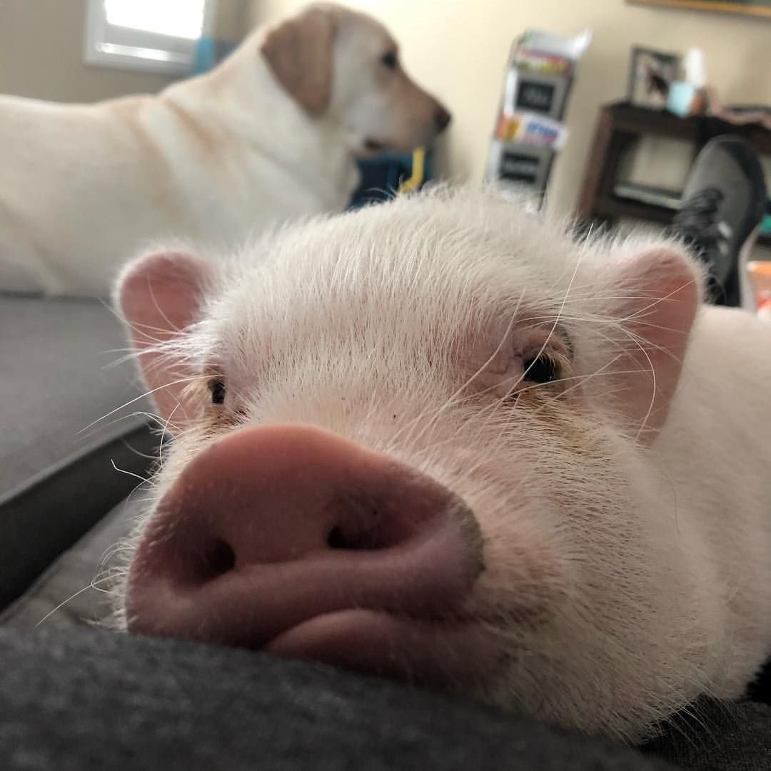 Смешные поросята