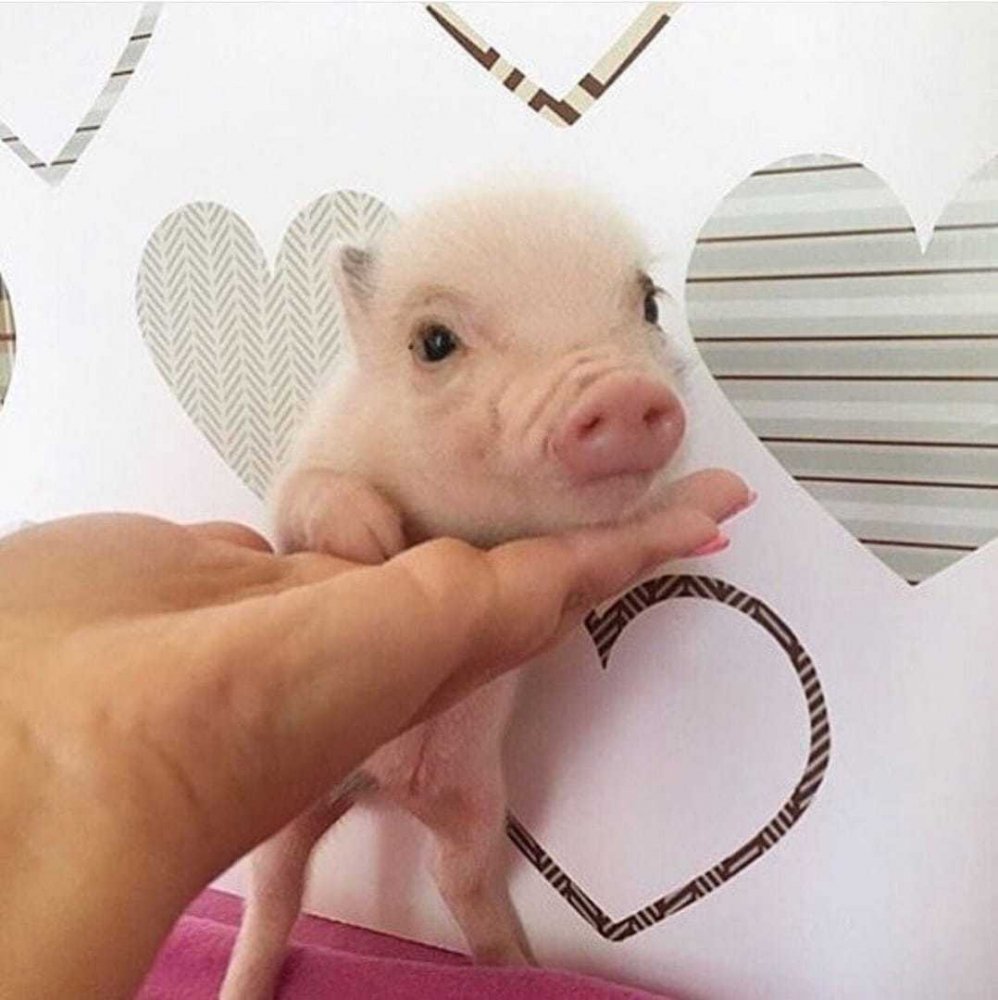 Минипиг и микропиг