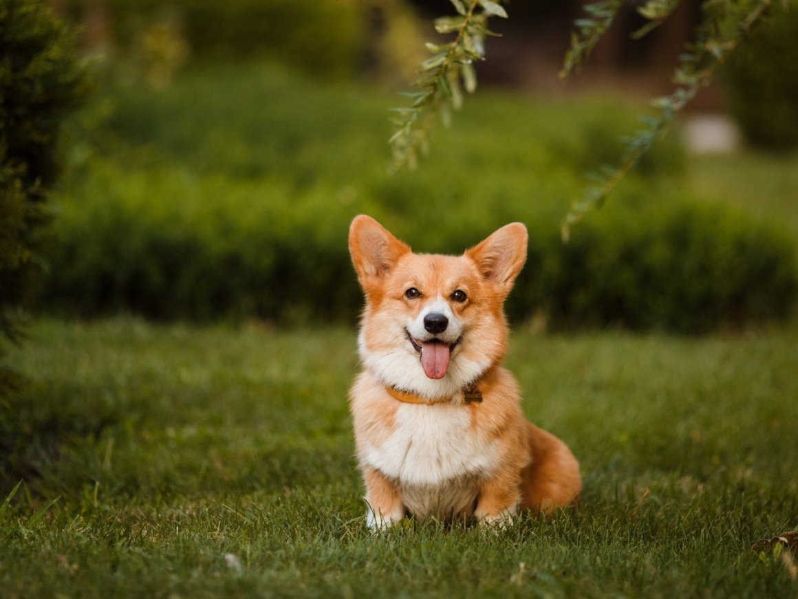 Корги Богарт