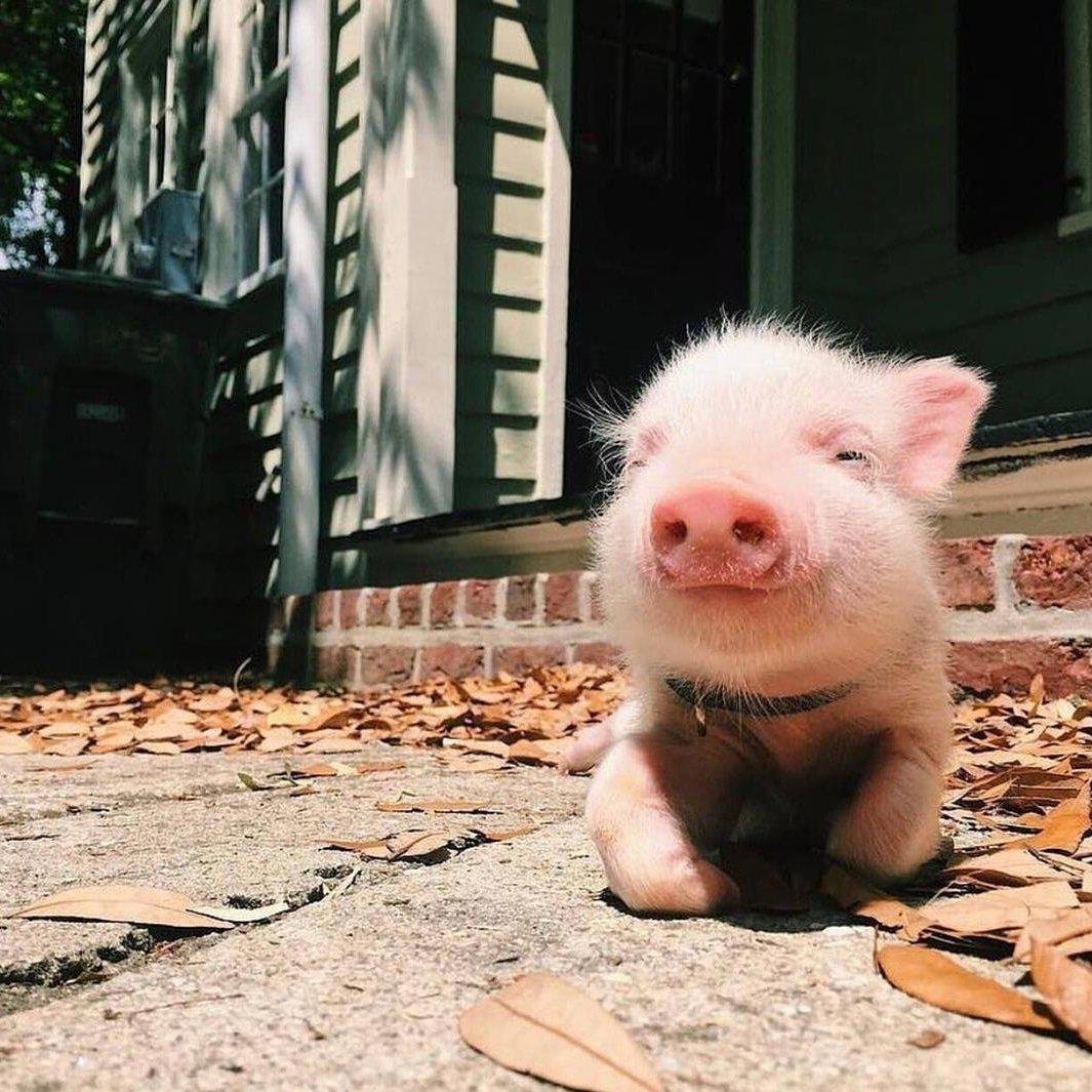 Минипиг хряк