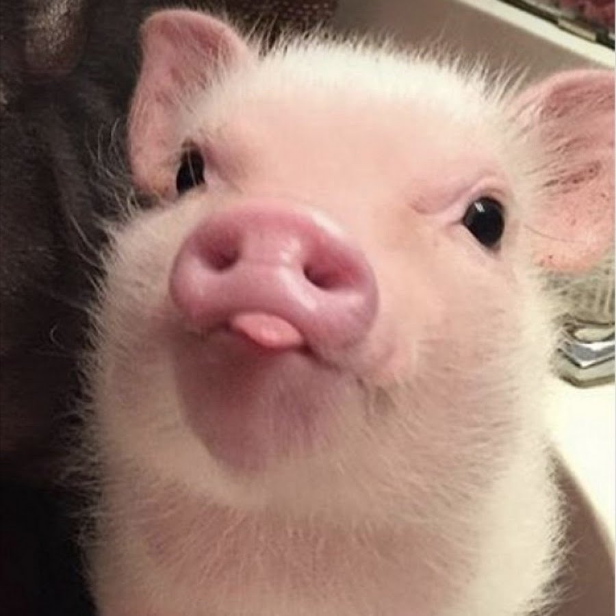 Смешные хрюшки