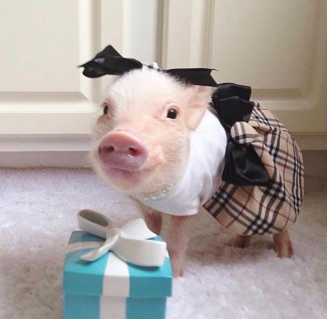 Мини Пиги в одежде