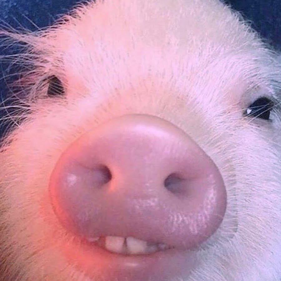 Поросенок селфи