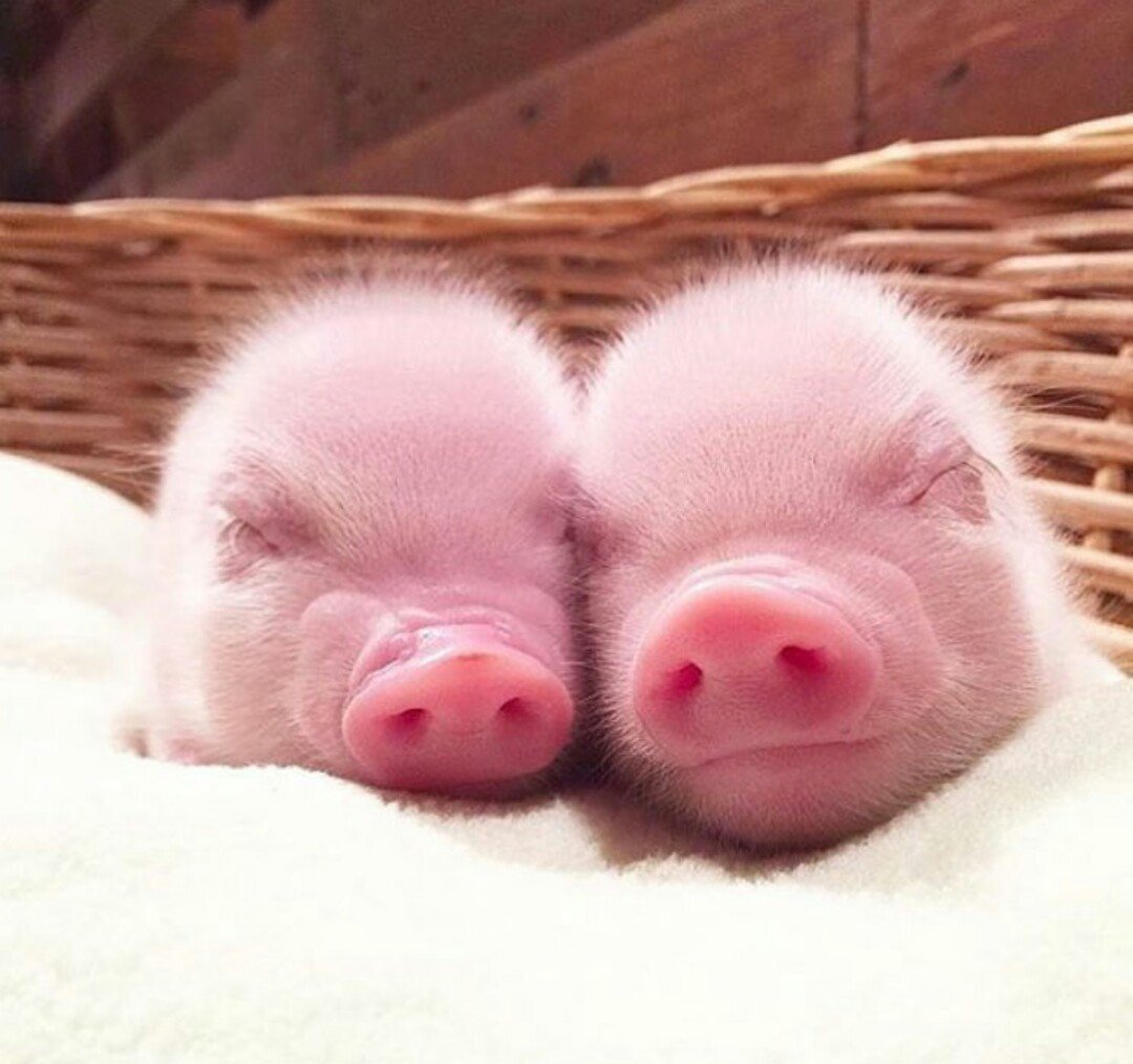 Розовый поросенок