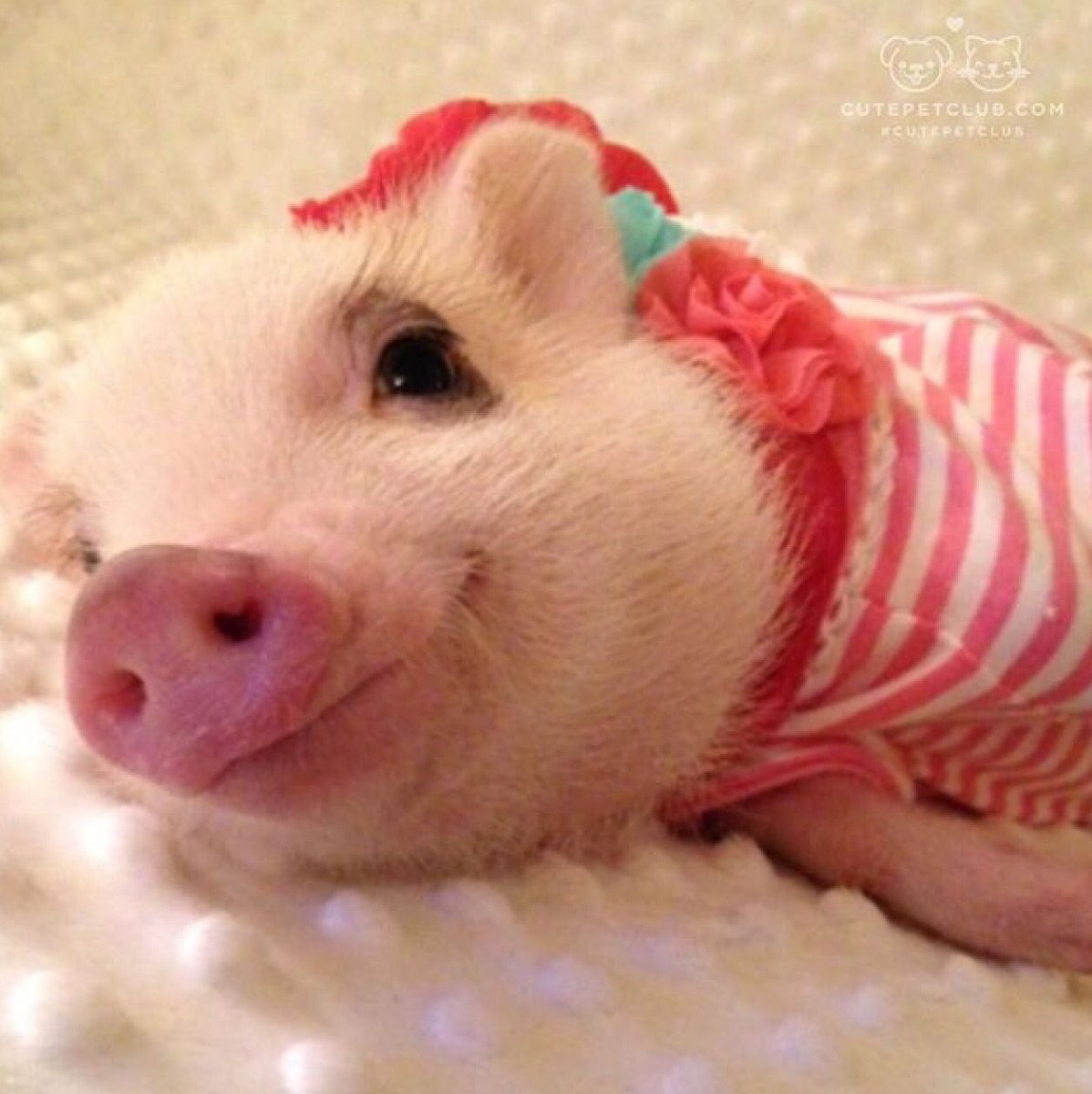 Свинка Пигги