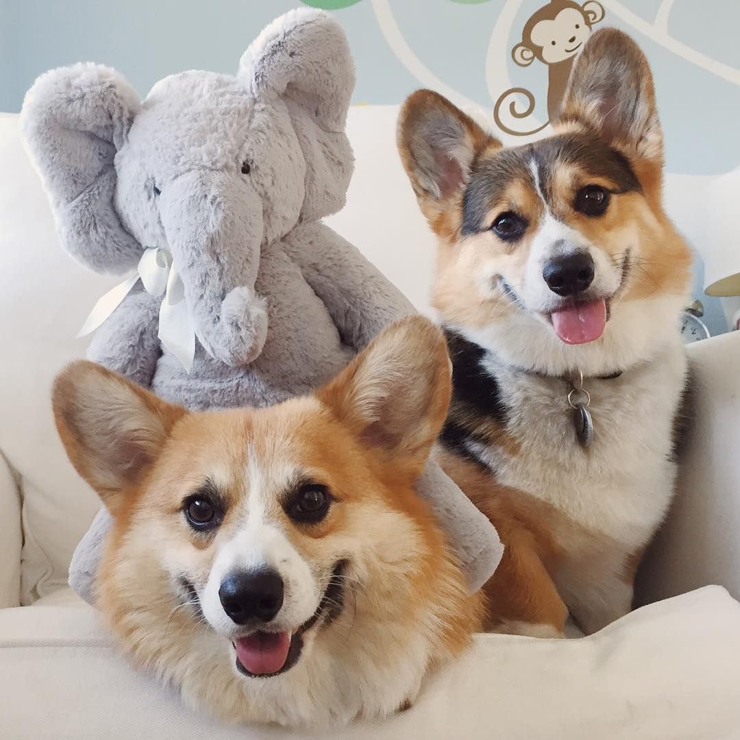 Корги лежит попой