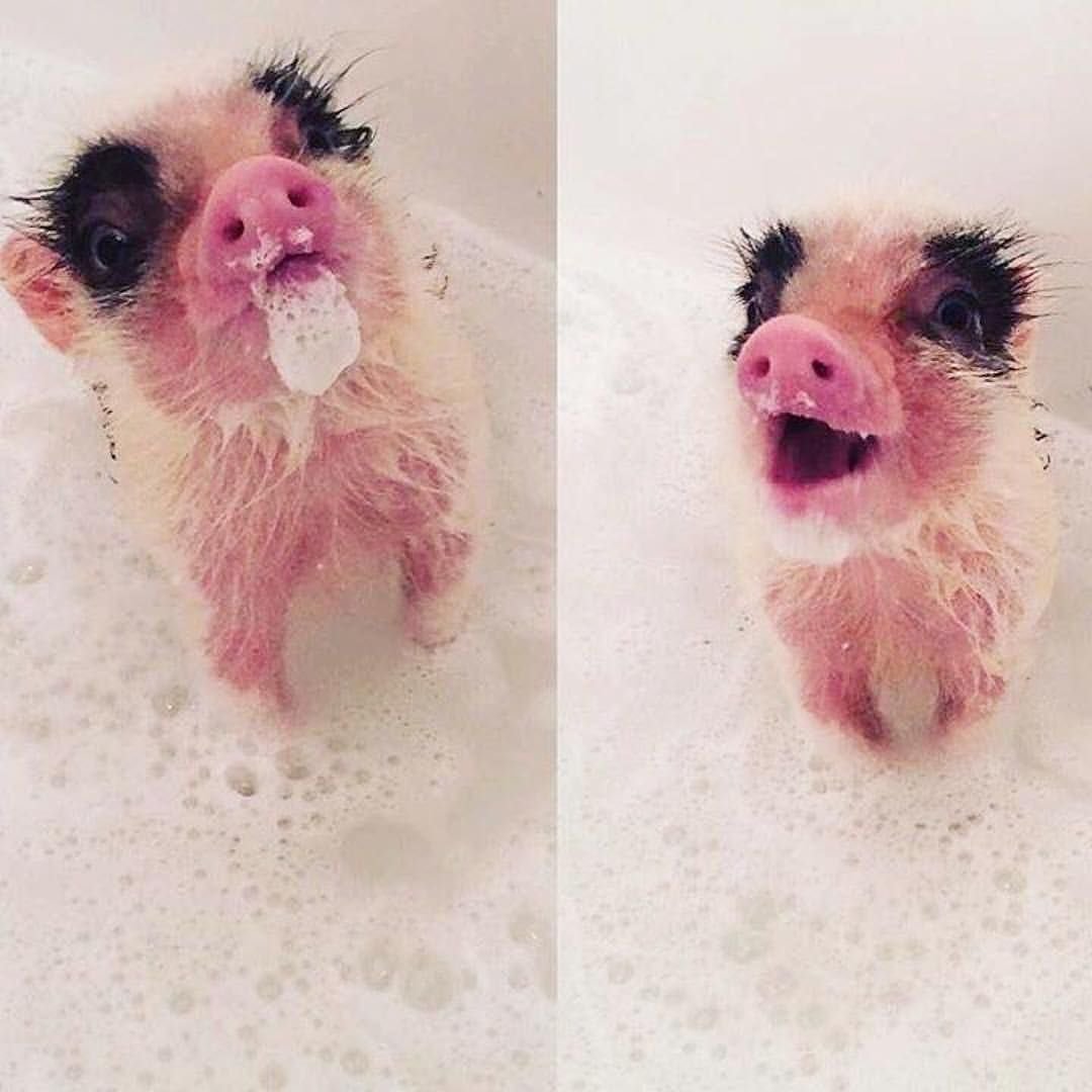 Милые хрюшки