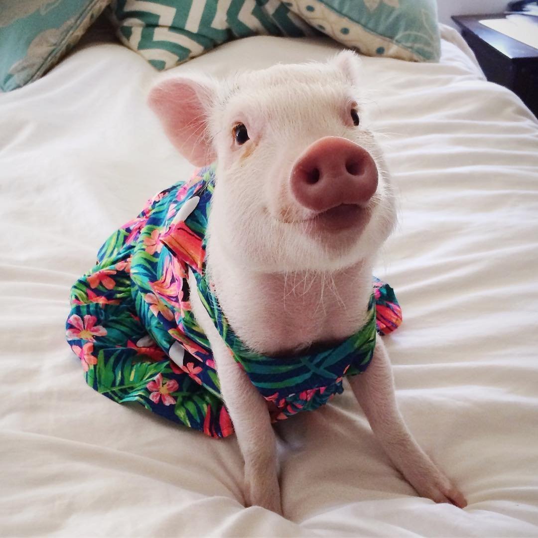 Модная хрюшка