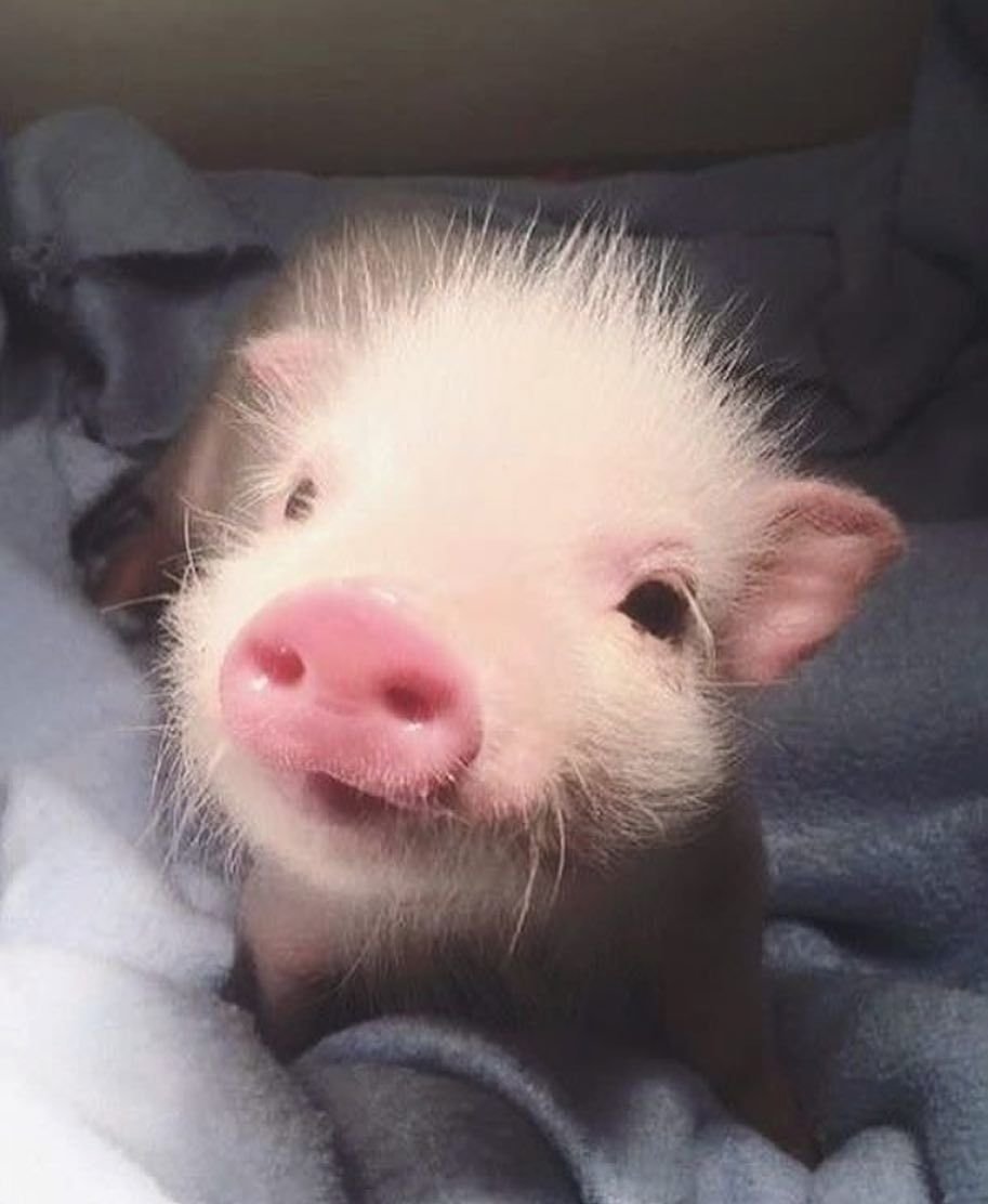 Мини Пиги чистые