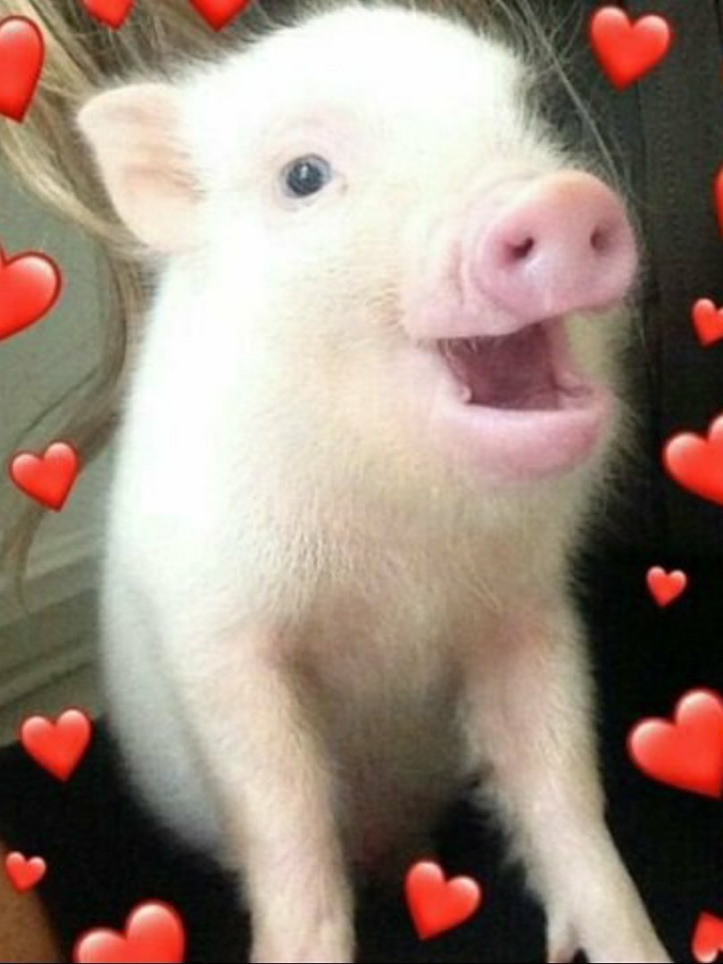 Свинья с сердечком