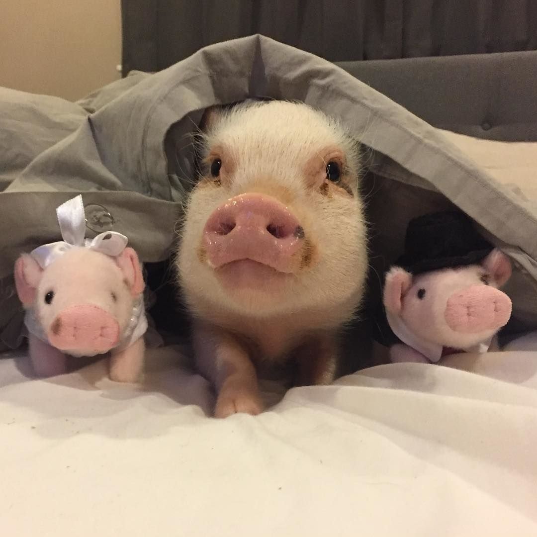 Геттингенский минипиг