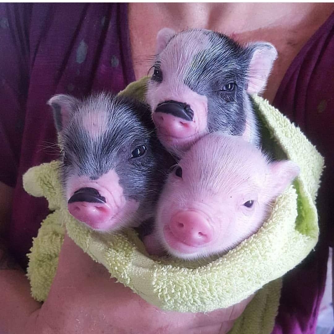 Мини Пиги кролик