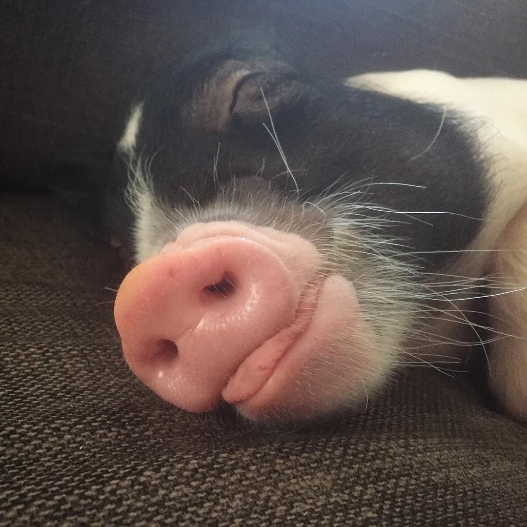 Пухлый мини Пиг