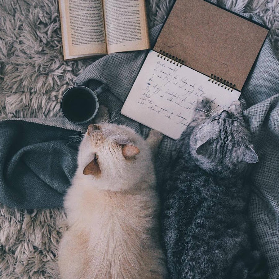 Кот Эстетика