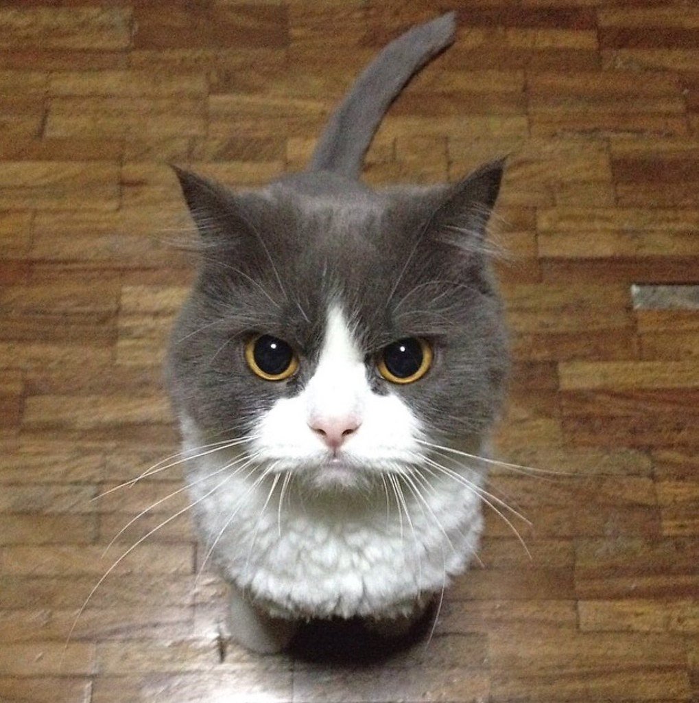 Серьезный котенок