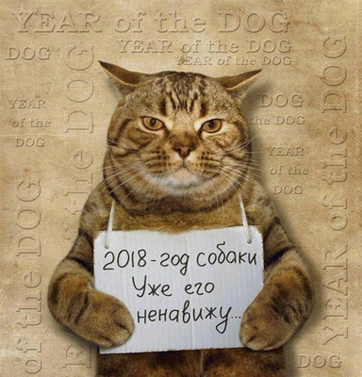 Кот преступник с табличкой