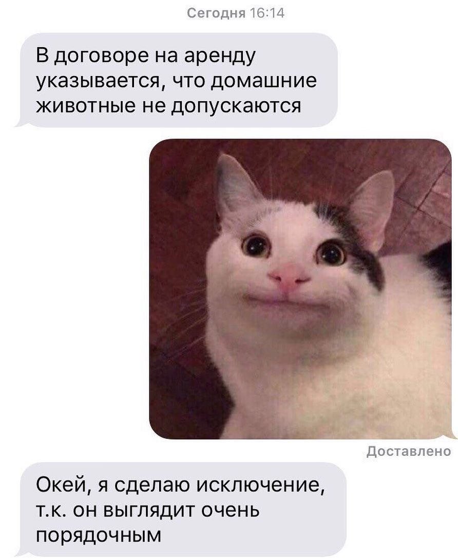 Мемный кот вежливый