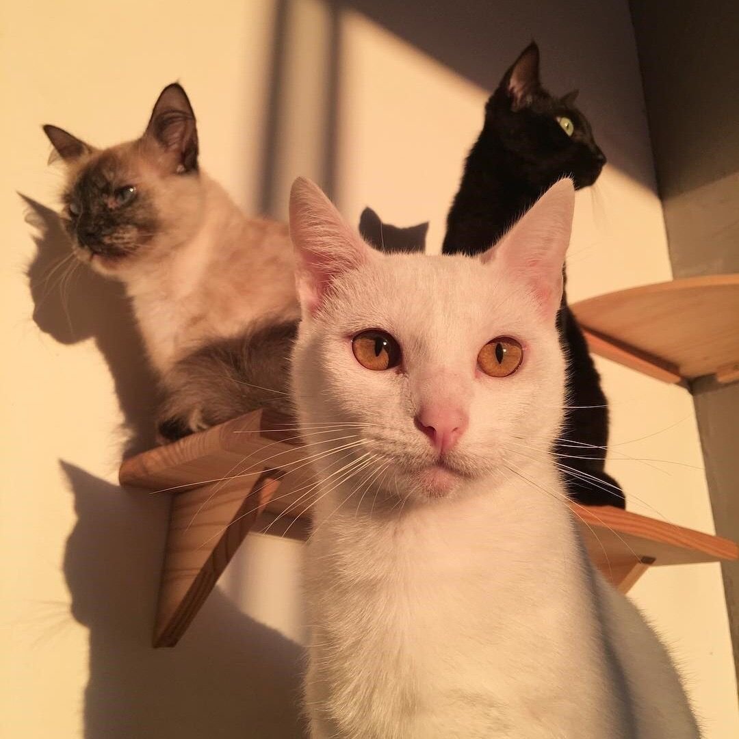 Эстетичные котики