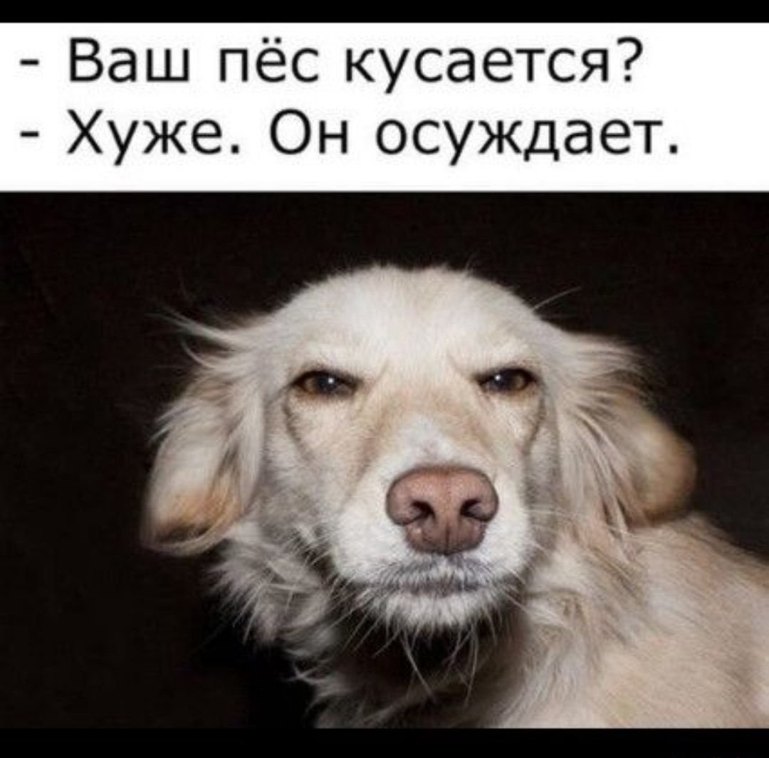 Собака прищурилась