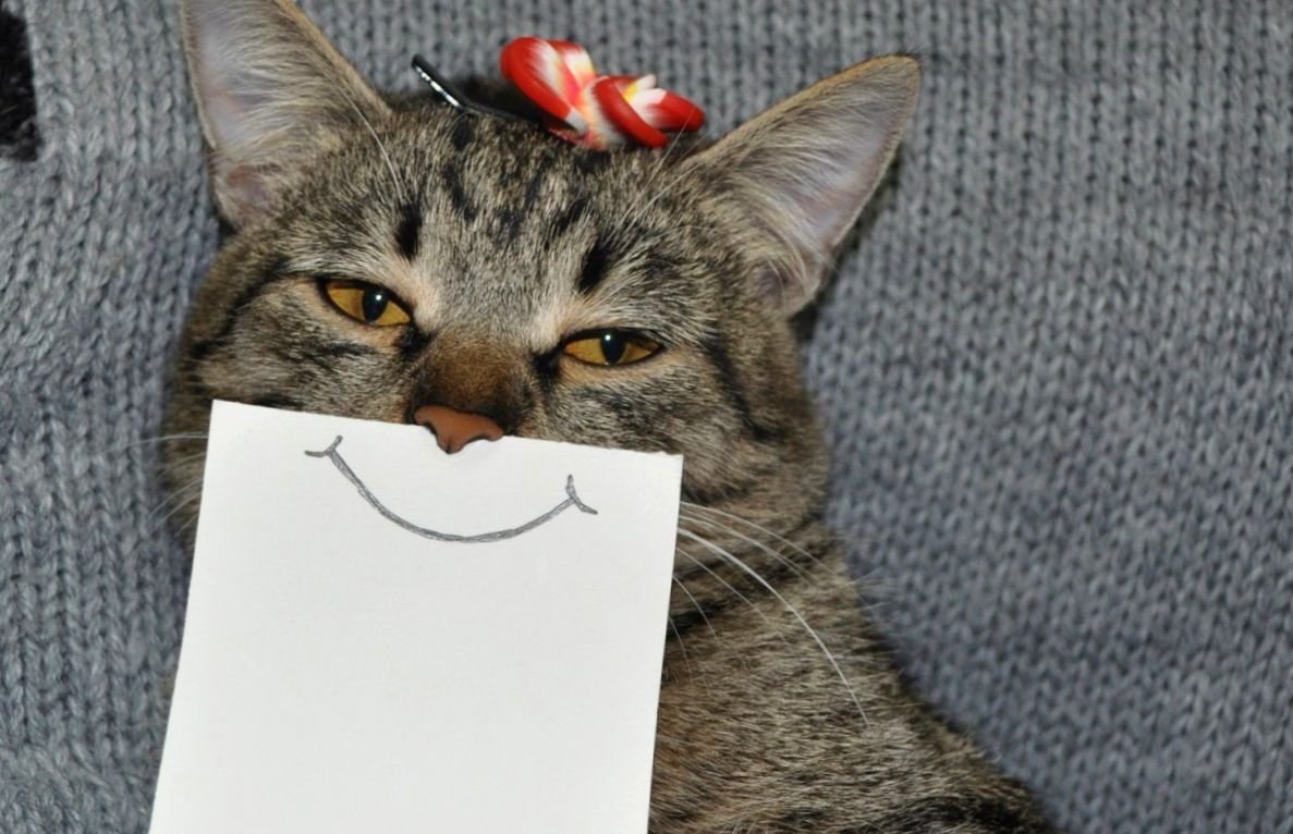 Прикольные котики