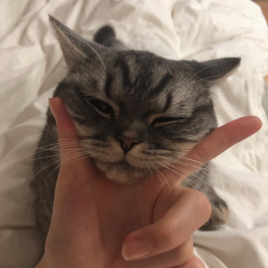 Эстетичные котики