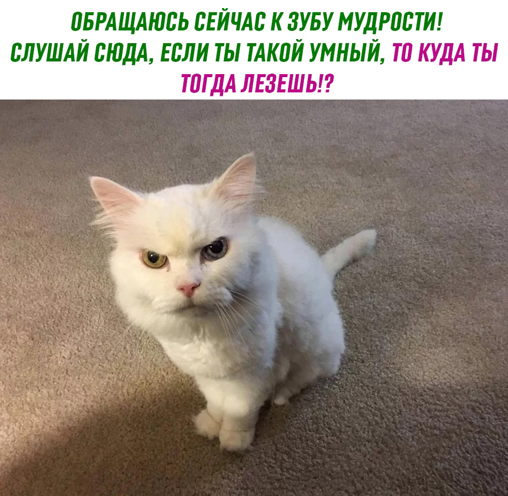 Осуждающий кот