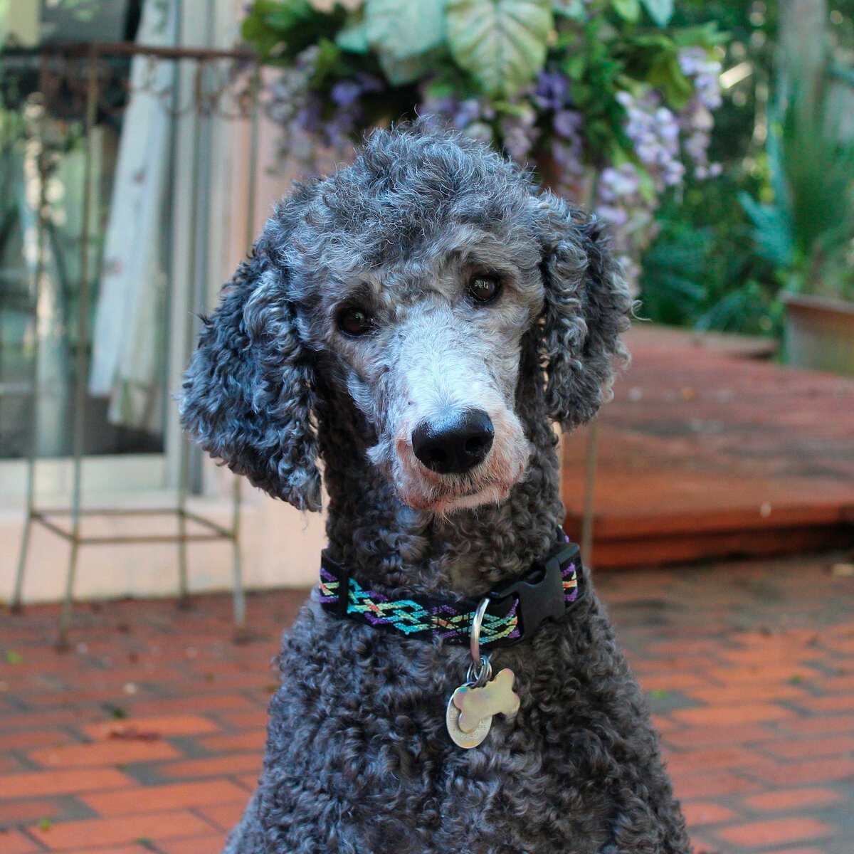 Королевский пудель кудрявый