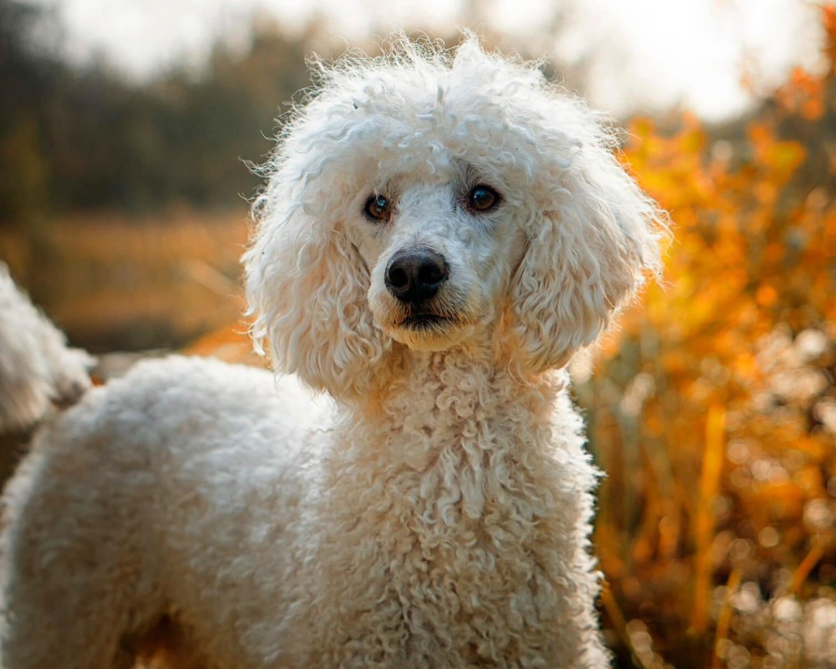 Пудель кудрявый белый