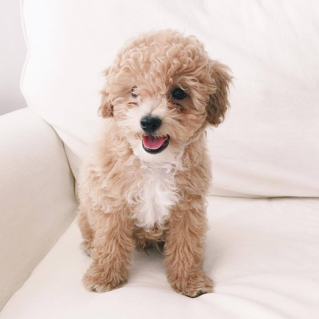 Карликовый пудель мальтипу