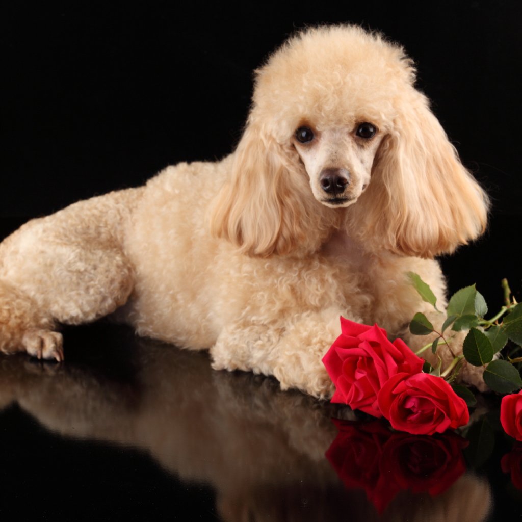 Открытка с пуделем