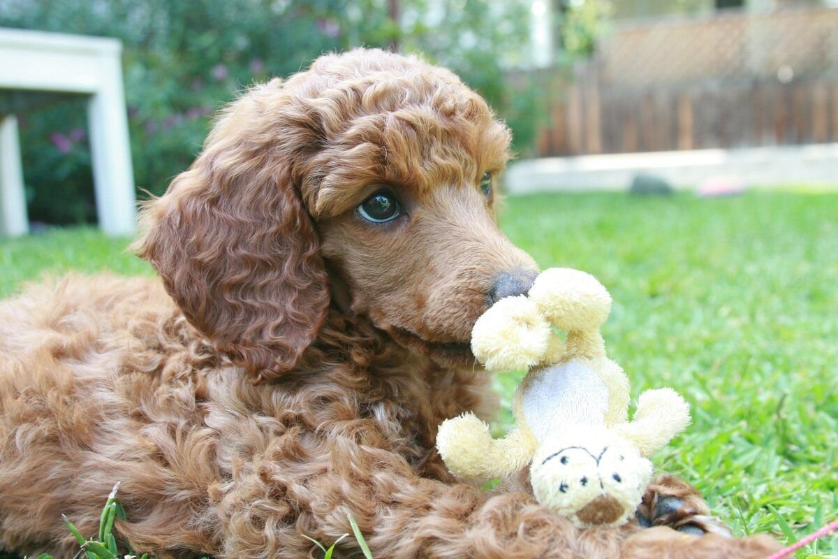 Французский пудель карликовый