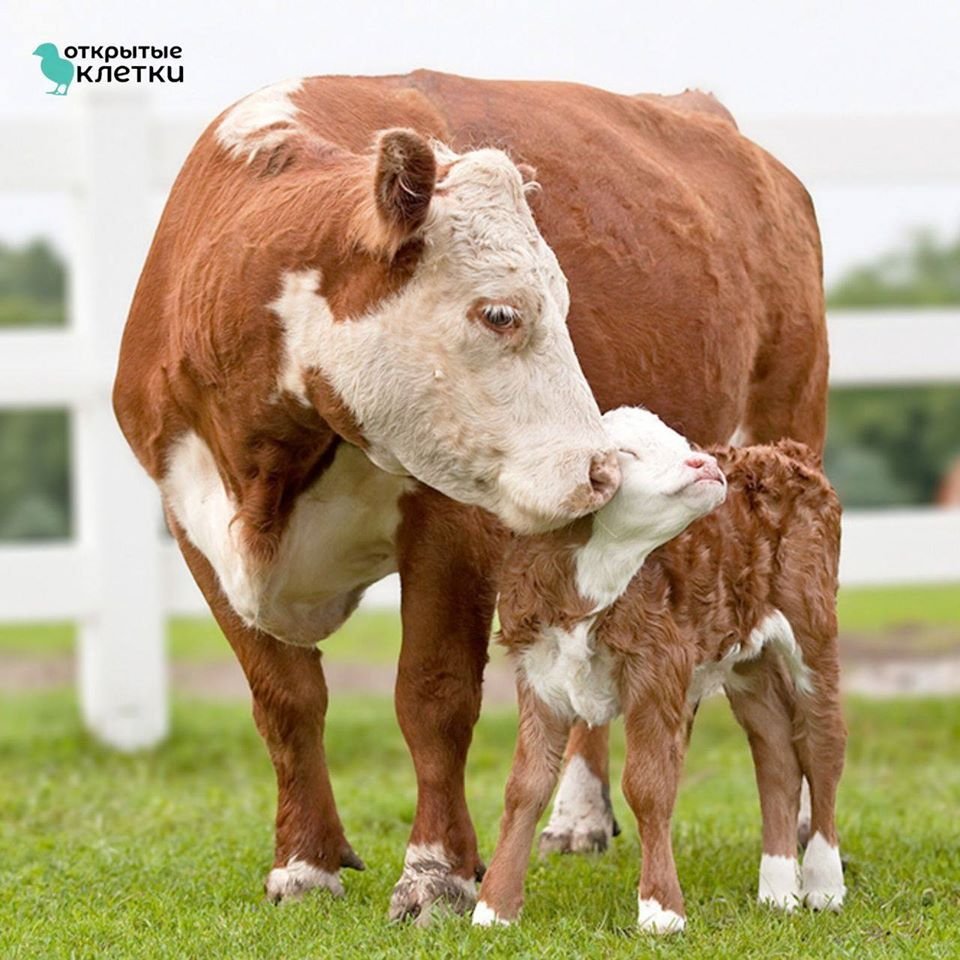 Порода КРС Браман