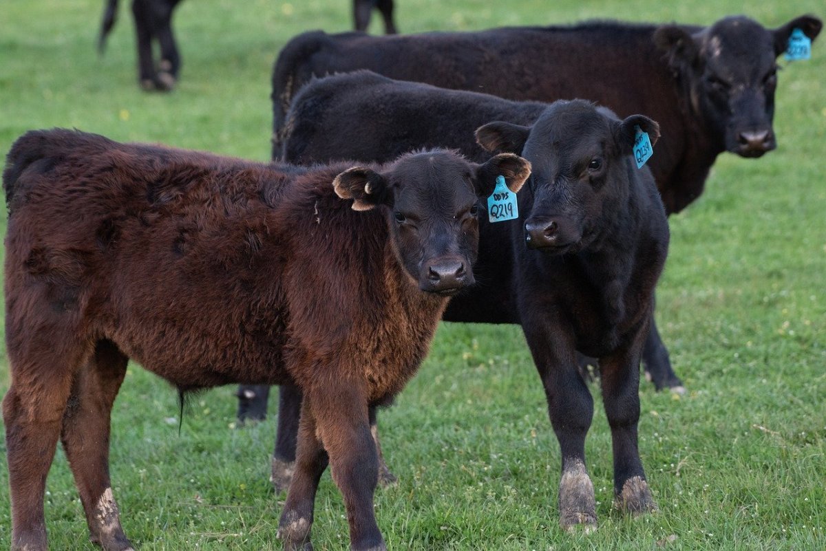 Блэк Ангус телята