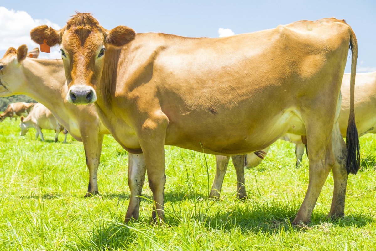 Породные быки