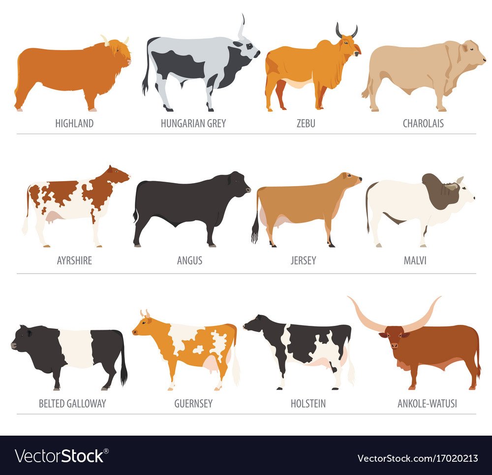 Фримартинизм у животных