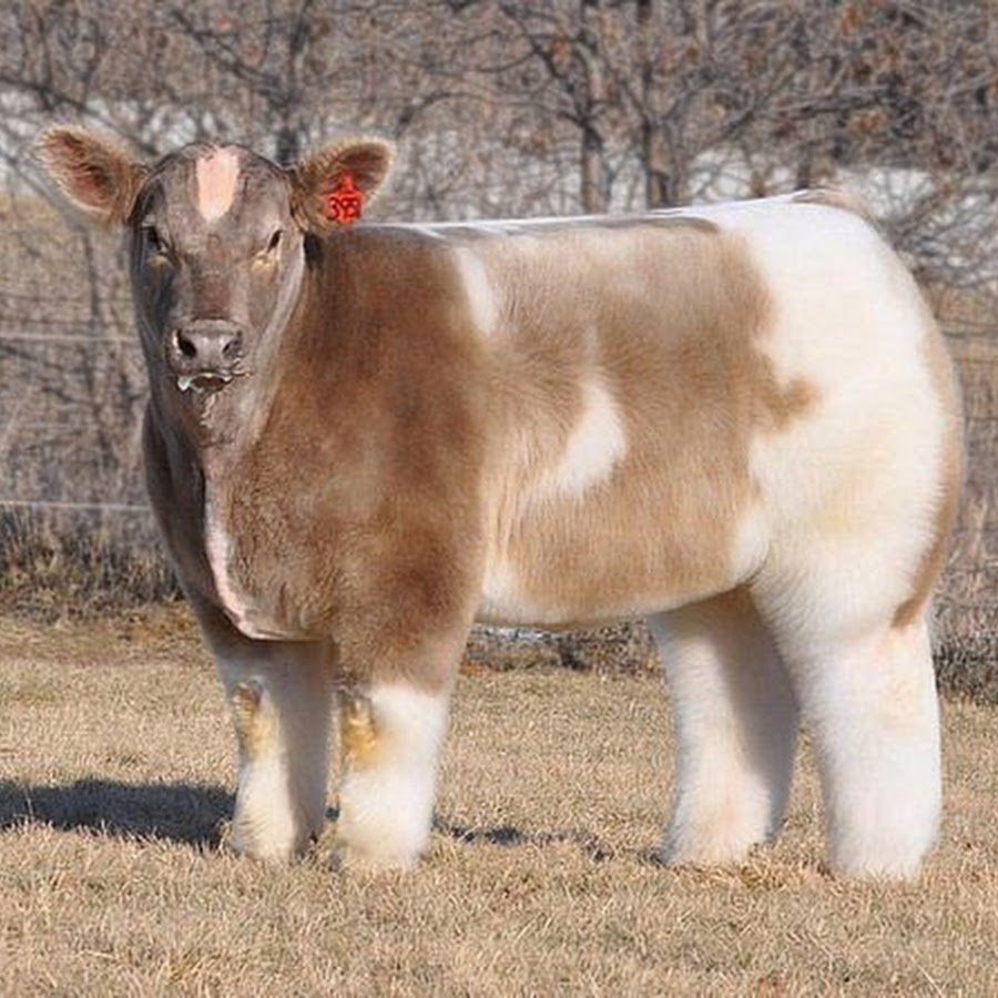 Плюшевая корова Айова