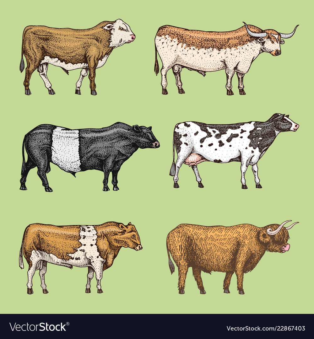 Породы домашних животных 2 класс коровы