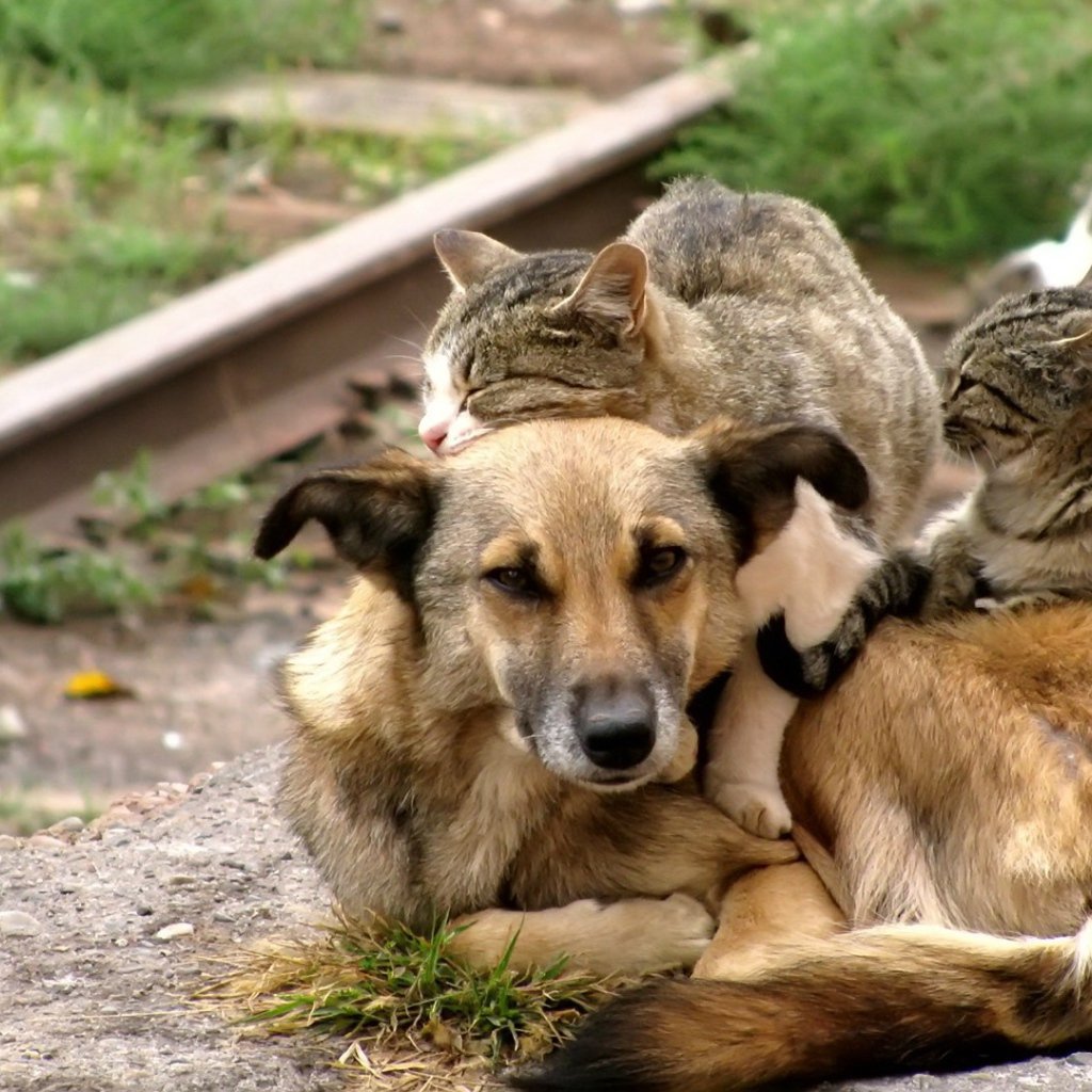 Собака в шарфе