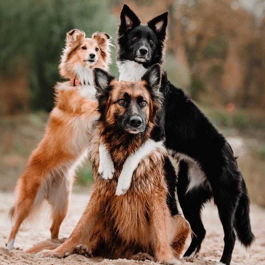 Веселая собака