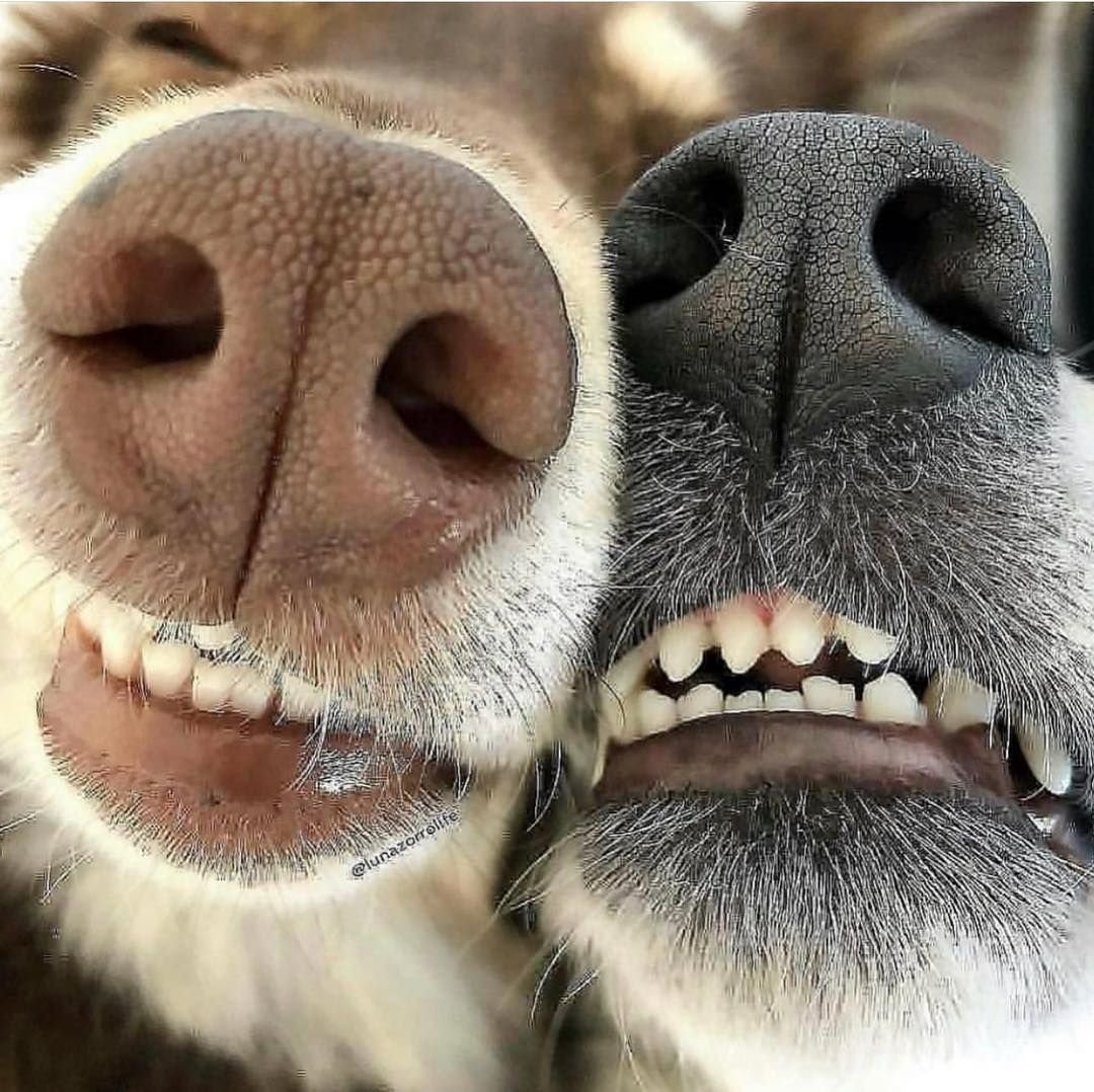 Собачий нос