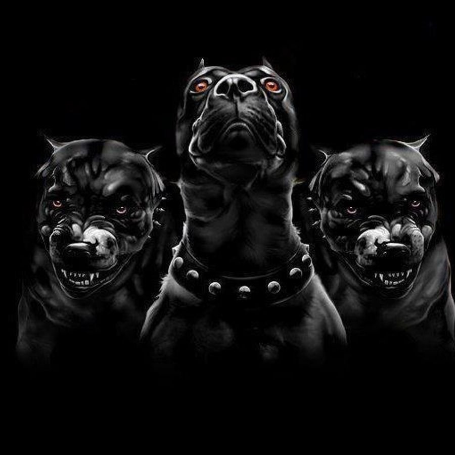 Собака лес лето