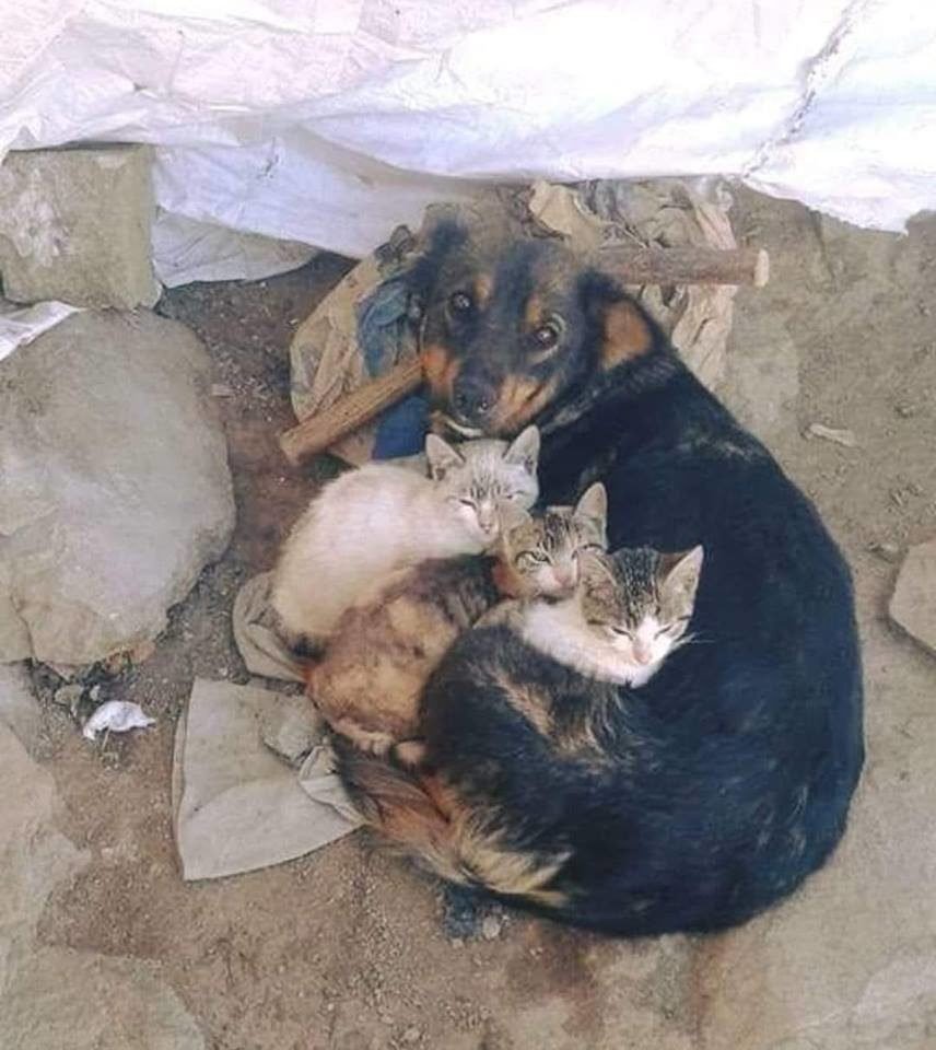 Бордер колли лиловый